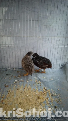 King quails